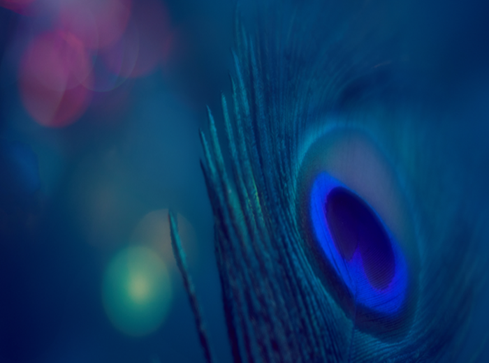 image illustrant un rendez-vous en ligne avec calendly pour acheter un programme de coaching ou une seance de reflexologie